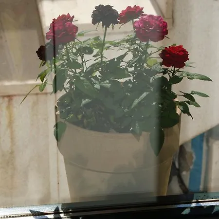 Coral Of Appartement