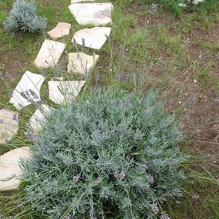 Coral Of דירה דוברובניק